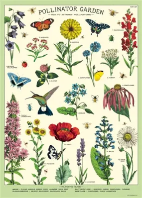  Pollinator  Poster